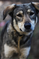 sad dog on the seashore.