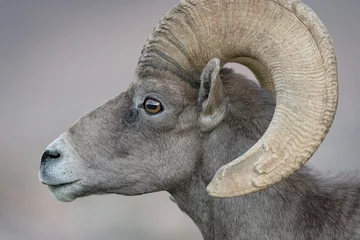 Selbstklebende Fototapeten Profile shot of desert bighorn sheep ram closeup © MierCat Photography