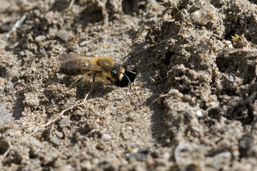 .Frühlings-Seidenbiene