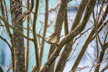 Song Sparrow on a Branch