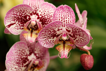 Obraz na płótnie Canvas Orchid phalaenopsis with droplets.