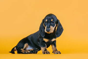 Dachshund puppy posing in yellow studio background. Puppy from kennel, purebreed dog.	