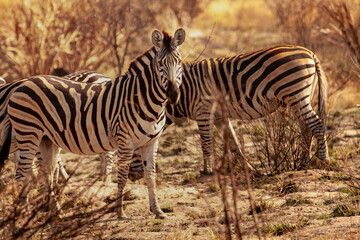 Fototapeta na wymiar Wild African zebra looking at camera in the savannah in Botswana, Africa