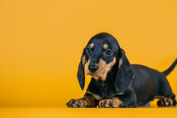 Dachshund puppy posing in yellow studio background. Puppy from kennel, purebreed dog.	