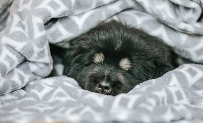 Tibetan mastiff 1 month puppy posing in studio yellow background. Pure breed mastiff  from kennel