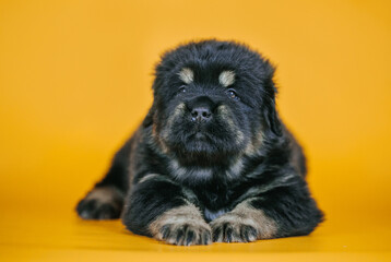 Tibetan mastiff 1 month puppy posing in studio yellow background. Pure breed mastiff from kennel