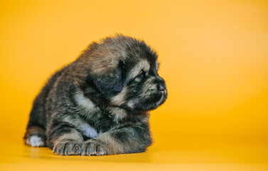 Obraz premium Tibetan mastiff 1 month puppy posing in studio yellow background. Pure breed mastiff from kennel 