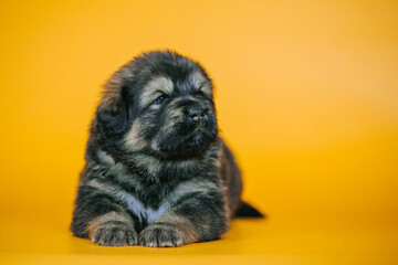 Tibetan mastiff 1 month puppy posing in studio yellow background. Pure breed mastiff from kennel	