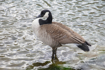 Kanadagans in der Lippequelle