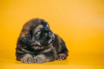 Tibetan mastiff 1 month puppy posing in studio yellow background. Pure breed mastiff from kennel