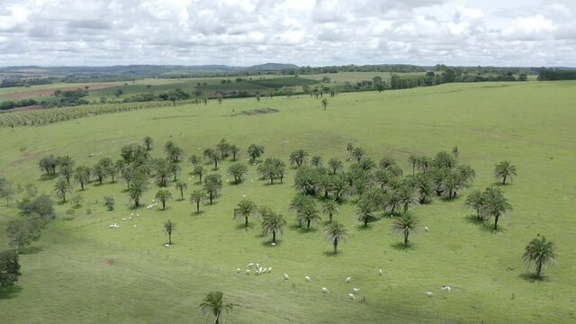 Nellore cattle grazing in Goiania, Goias, Brazil