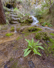 Pequeña cascada cerca de la población de Chera, en la provincia de Valencia. Comunidad Valenciana. España. Europa