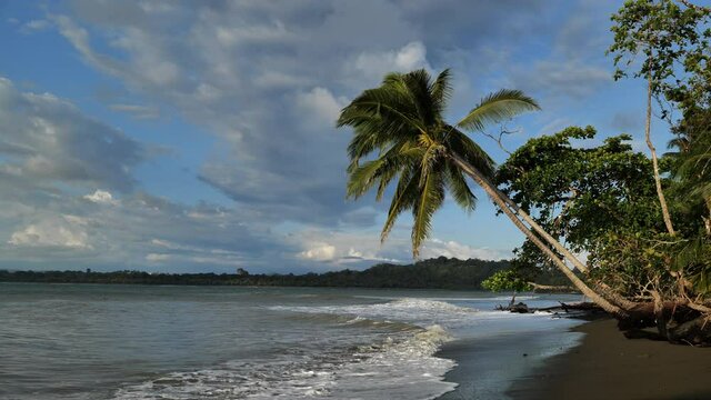 Palm trees hanging by the pacific ocean sunset Costa Rica pavon bay