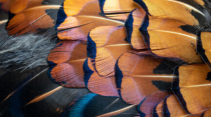 colored pheasant feathers with a visible texture. background © Krzysztof Bubel