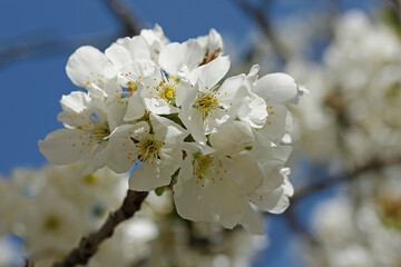 Flowers of cherry tree.