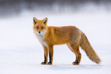 Red fox in winter, Japan. Red Fox in winter landscape. Japanese winter landscape with the animal.