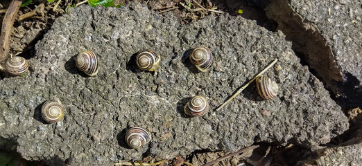 many small snails lie on the stone