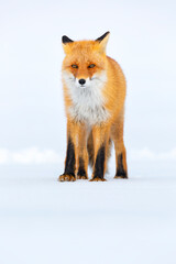 Red fox in winter, Japan. Red Fox in winter landscape. Japanese winter landscape with the animal.