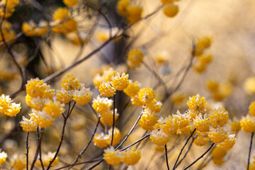 ミツマタ群生地