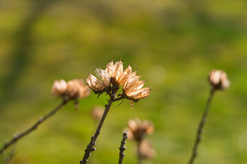Eine mit Sonnenlicht durchleuchtete hellorange Blüte mit schönem grünen Bokeh