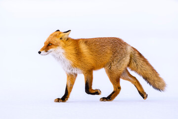 Red fox in winter, Japan. Red Fox in winter landscape. Japanese winter landscape with the animal.