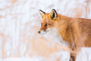 Red fox in winter, Japan. Red Fox in winter landscape. Japanese winter landscape with the animal.