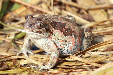 common spadefoot (Pelobates fuscus) female in natural habitat