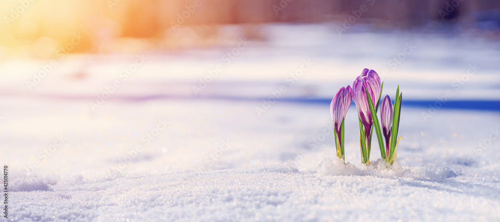 Wall mural crocuses - blooming purple flowers making their way from under the snow in early spring, closeup wit