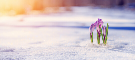 Crocuses - blooming purple flowers making their way from under the snow in early spring, closeup with space for text, banner - Powered by Adobe