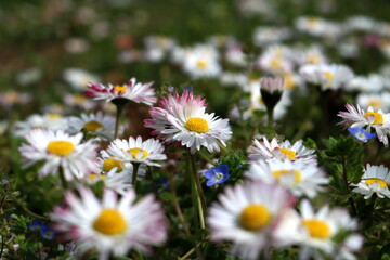 Spring bright landscape with beautiful wild flowers camomiles in green grass 