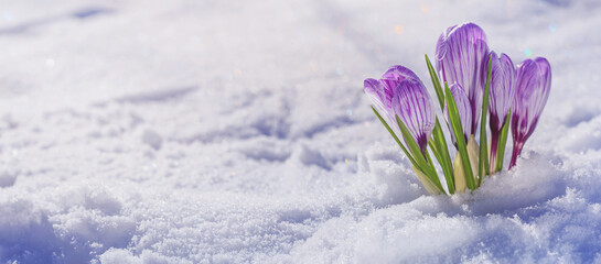 Crocuses - blooming purple flowers making their way from under the snow in early spring, closeup with space for text
