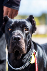 Portrait of a big black guard dog cane corso breed head shot