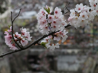 cherry blossom