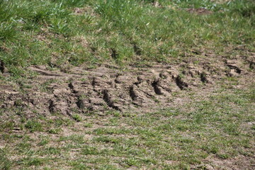 Reifenspuren eines Traktors in der Wiese