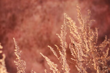 Grass in the field. Dry herbs. Natural brown background.