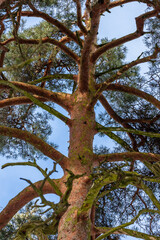 Vertical photo of gigantic old pine tree trunk during sunny day at blue sky background. Tall pine tree is growing up to sky.