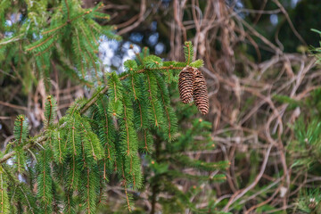 Two pine cones on a spruce branch. Green pine needles.