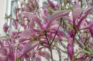 Tulpenmagnolie 'Pink Beauty'