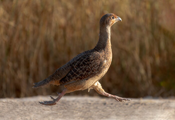 The grey francolin running in the desert ,  This species was formerly also called the grey partridge