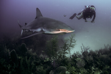 shark and diver