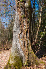 Dicke Lianen schlängeln sich einen Baumstamm hinauf
