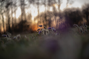 Spring purple flower of the large-flowered passerine - Pulsatilla grandis in the evening meadow. Flower in the backlight of the setting sun. Photo of an old lens.