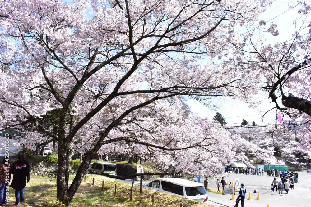 Canvas Prints 伊那市高遠の桜