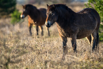 Wild horse, Exmoor pony detail photography.