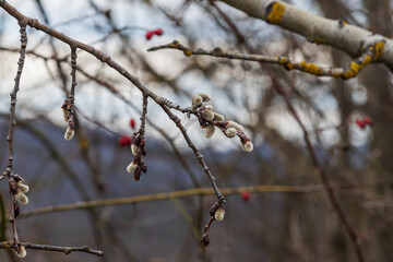 Spring flower of a willow tree willow.