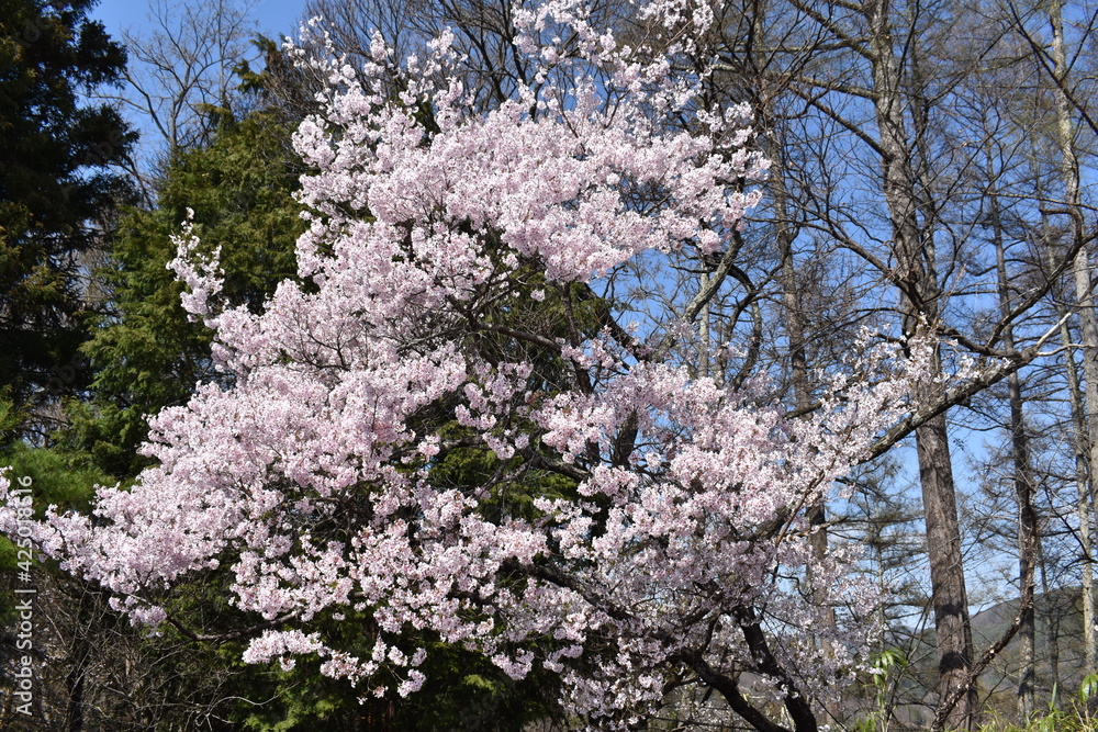 Sticker 伊那市高遠の桜