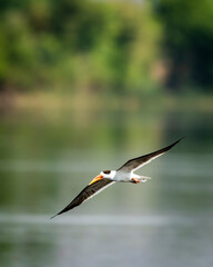 Indian skimmer or Indian scissors bill skimming and flying over chambal river with full wingspan in natural green background at forest of central india - Rynchops albicollis