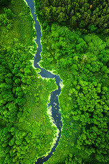 Green forest and river in spring. Wildlife in Poland.