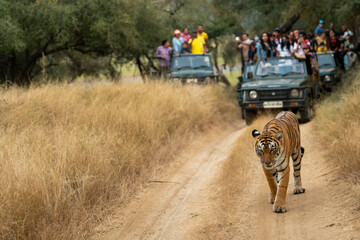 Showstopper famous female royal bengal tiger head on roadblock with defocus tourist in background...