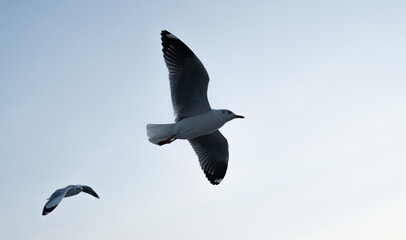 seagull in flight